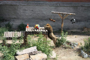 Uoči današnjeg dana lava, victoria i richard iz chelyabinsa će ispuniti darove